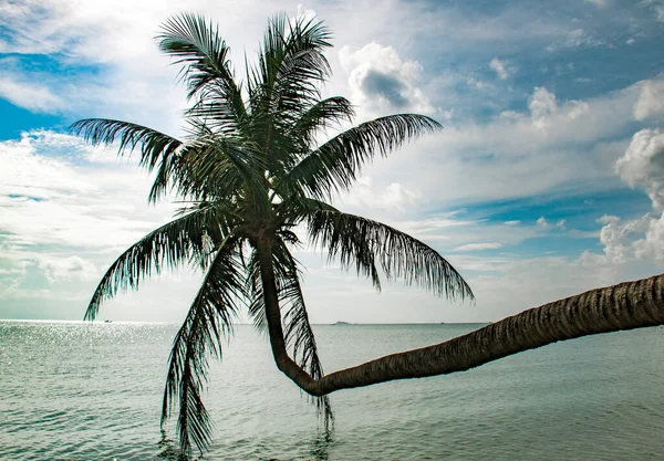 Palm tree bent horizontally over the blue sea water at the beautiful tropical beach in island Koh Phangan, Thailand