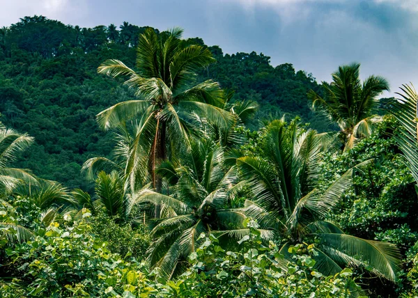 Koh Phangan Adası, Tayland 'da güneşli bir günde tropikal ormanda yemyeşil palmiye ağaçları.