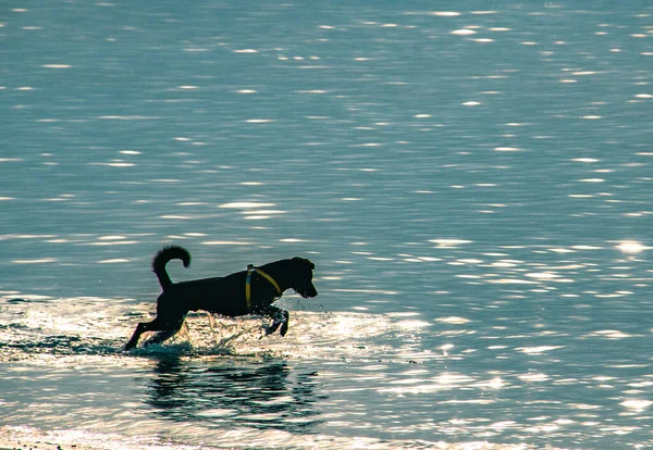 Cão Preto Salta Para Água Mar Azul Dia Ensolarado Ilha — Fotografia de Stock