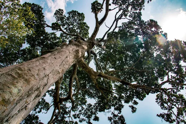 Largest tropical tree on Koh Phangan island called Yang Na Yai on a sunny day, Thailand