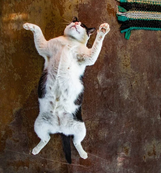 Tayland 'ın Koh Phangan adasındaki ormanda beyaz ve siyah şişman kedi yerde yatıyor.