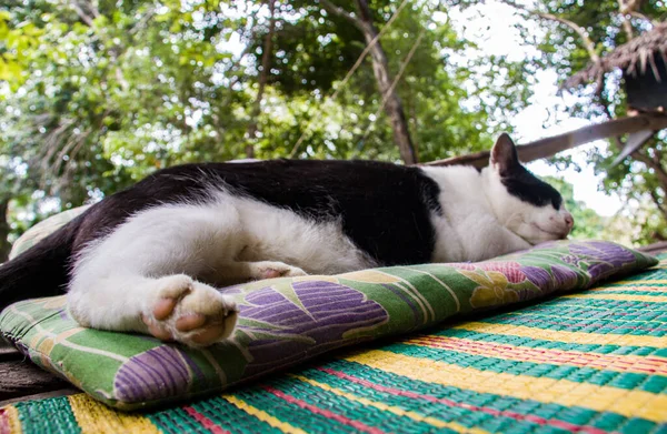 White and black fat lazy cat lies on a pillow in the jungle of Koh Phangan island, Thailand