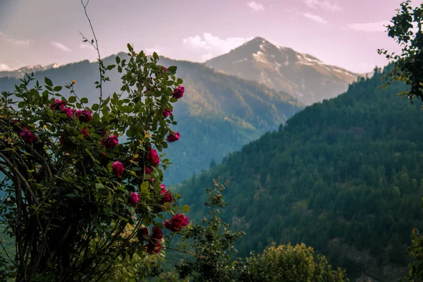 Bloemen Top Van Bergen Buurt Manali Himachal Pradesh India — Stockfoto