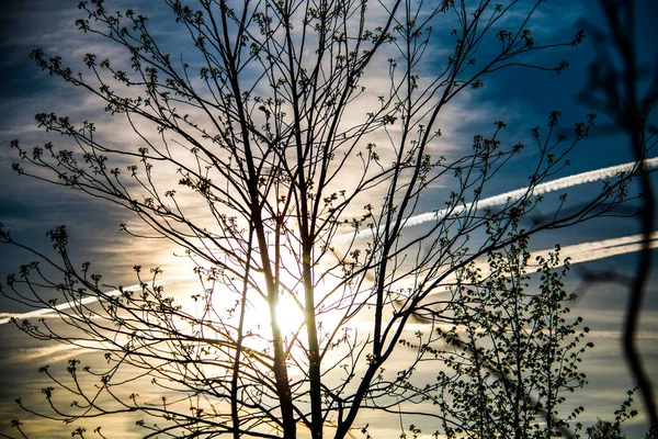 Bright sun shines through tree branches in spring in Minsk, Belarus