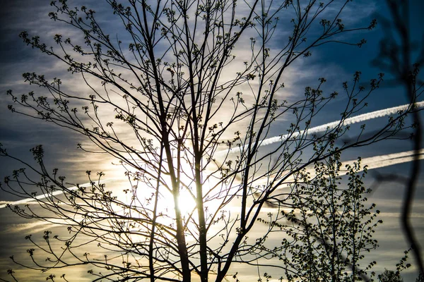 Bright sun shines through tree branches in spring in Minsk, Belarus