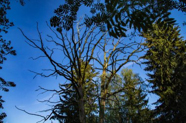 Minsk, Belarus 'ta, mavi bahar gökyüzünün arka planında eski kuru bir ağacın dalları