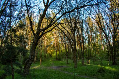 Güneşli bir günde yeşil orman Minsk, Belarus 'ta mavi gökyüzü