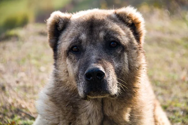 Gürcistan, Tiflis yakınlarında kısa kulaklı güzel büyük bir köpek.