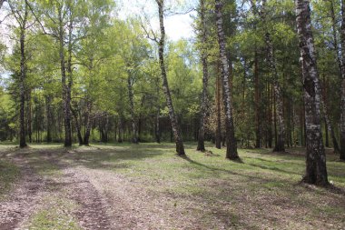 Doğanın Bashkir güzelliği, huş ağacı ormanı.