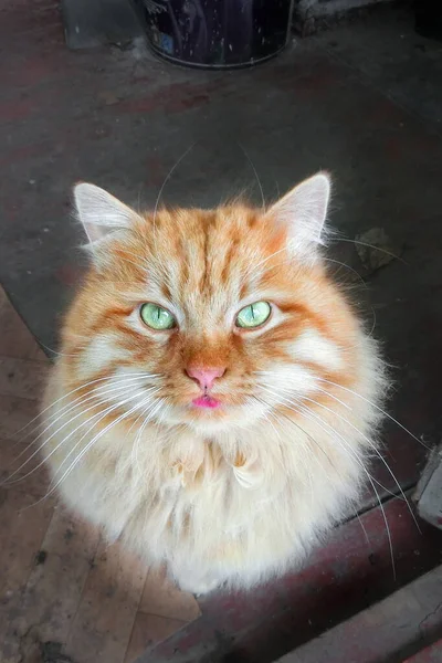 Ginger fluffy cat sitting on the floor — Stock Photo, Image