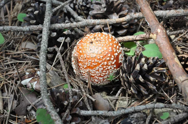 Kırmızı başlıklı ve beyaz sivilceli kırmızı Amanita ormanda zehirli mantar yetiştiriyor. Yakın çekim.