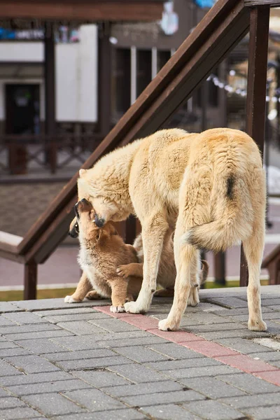 Zencefilli ev köpekleri yerde küçük köpek yavrularıyla oynuyorlar.