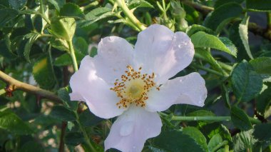 Ortadaki beyaz gül çiçeği yeşil yaprakların arka planında, kartpostal için, herhangi bir amaç için