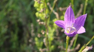 Yumuşak mor kır çiçeği, illüstrasyon için, mobil uygulama için
