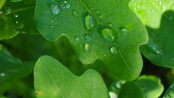 Świeże liście dębu zielonego, rosa na liściach, zbliżenie — Zdjęcie stockowe