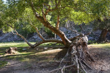 Dağlarda güzel garip ağaç