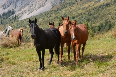 Grup Genç at mera üzerinde