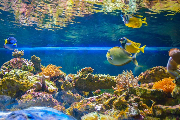 Mooie Vissen Het Aquarium Onderwater Blauwe Achtergrond — Stockfoto