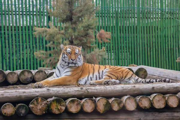 Hermoso Tigre Sentado Superficie Madera Zoológico — Foto de Stock