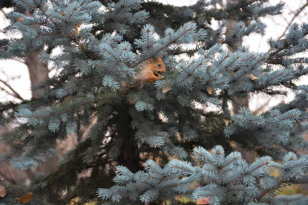 Rotes Eichhörnchen Auf Der Fichte Park — Stockfoto