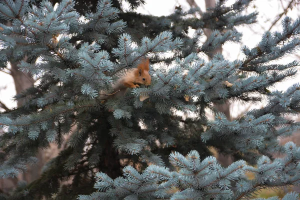 公园云杉上的红松鼠 — 图库照片