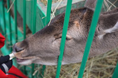 Geyik Hayvanat Bahçesi Parkı