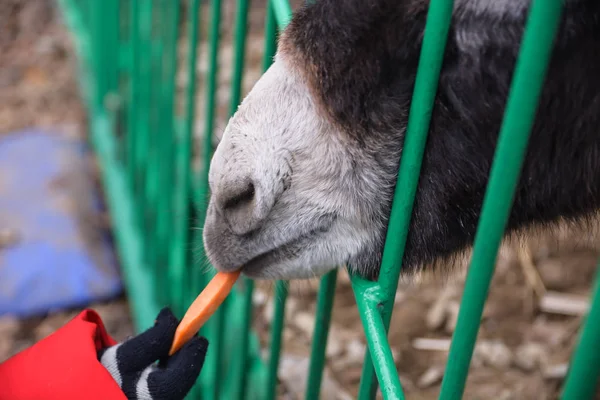 Utfodra Vild Åsna Burro Morot Mule Djur Foder Åhörarkopian Djurpark — Stockfoto