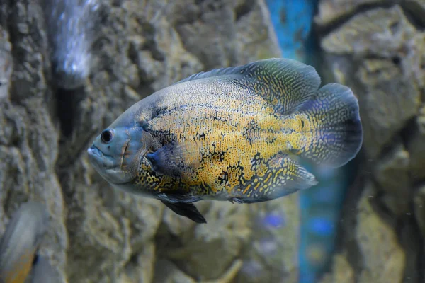Piękne Ryby Akwarium Podwodne Niebieskim Tle — Zdjęcie stockowe