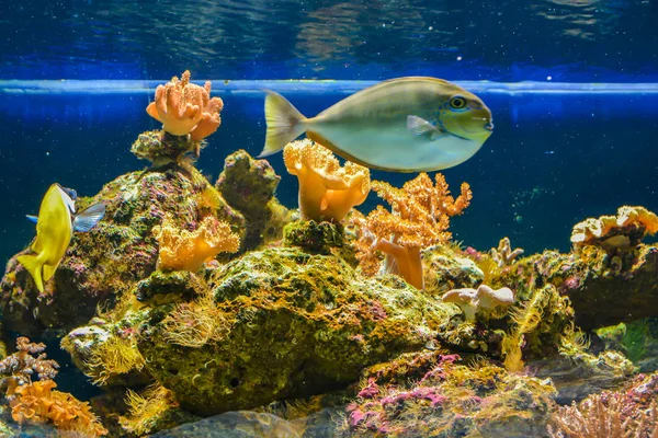 Mooie Vissen Het Aquarium Onderwater Blauwe Achtergrond — Stockfoto