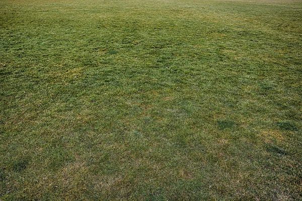Green Grass Background Surface — Stock Photo, Image