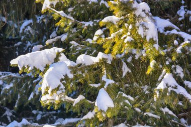 Çam ağacı dalları karla kaplı kapatın. Güzel bulanık kış arka plan. Yumuşak seçici odak.