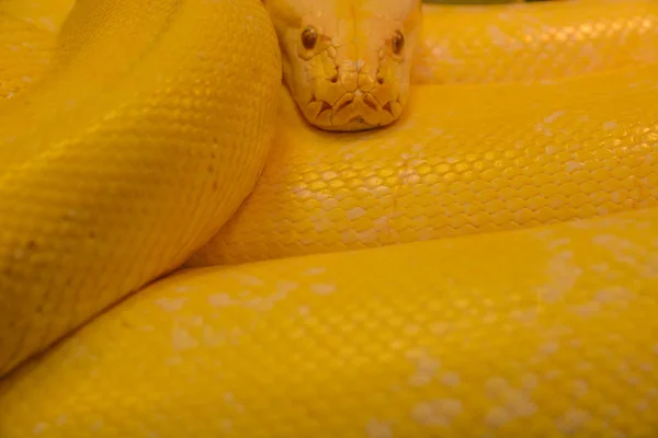 Cierre pitón amarillo dorado. Serpiente de peligro . — Foto de Stock