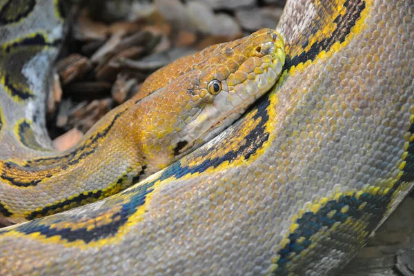 Gros Plan Python Jaune Concentration Sélective Douce Serpent Boa — Photo