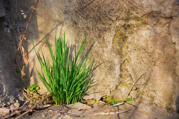 Green grass grow up through crack in old stone wall.