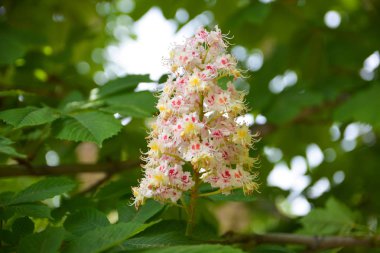 Baharda kestane çiçekleri. Aesculus hippocastanum.