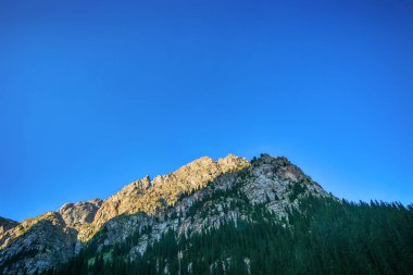 Kırgızistan dağlarında kayalar, köknar ağaçları ve mavi gökyüzü ile güzel peyzaj orman. Huzurlu açık hava sahnesi.