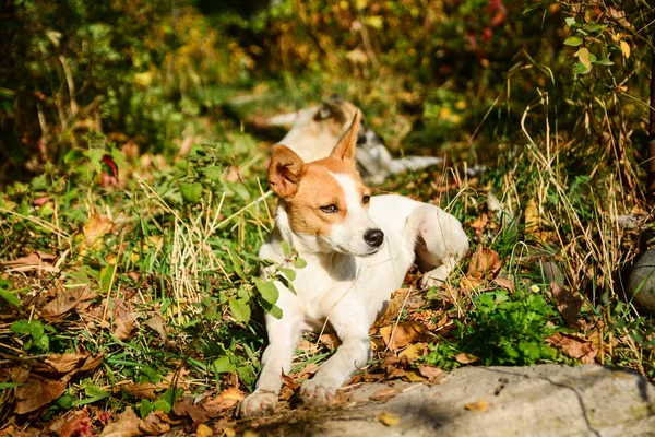 Feliz y activo perro blanco y marrón al aire libre en la hierba . — Foto de Stock