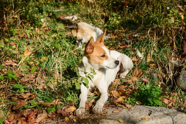 Feliz y activo perro blanco y marrón al aire libre en la hierba . — Foto de Stock