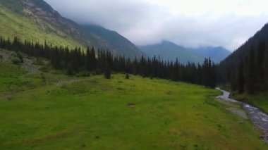 Nehirde gerçek bir sinek, dağlarda yeşil tarlalar ve orman. Doğa manzarası. Açık hava manzarası, Kırgızistan.