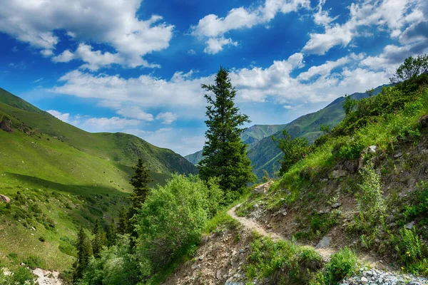 Idylická Letní Krajina Turistickou Stezkou Horách Krásnými Svěžími Zelenými Horskými — Stock fotografie