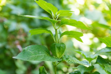 Bahçe yatağında yeşil yaban mersini. Seçici odak.