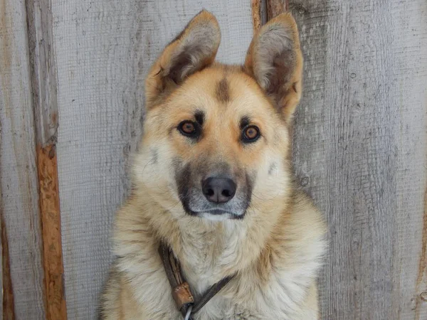 Köpek dikkatle izliyor.