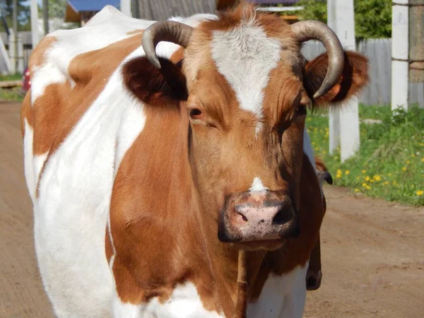 Kırmızı inek dikkatlice bakıyor.