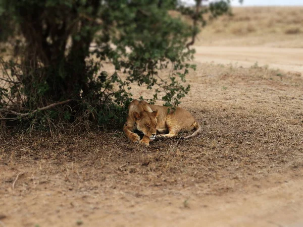 Śpiący Lew Afrykańskim Serengeti — Zdjęcie stockowe