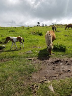 Virginia 'daki Grayson Ulusal Parkı' nda başıboş gezen vahşi at