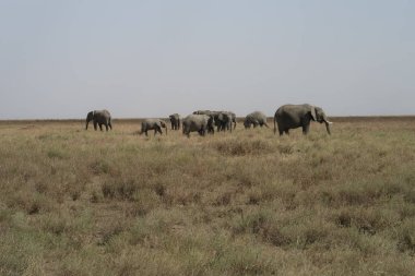 Serengeti 'de bir fil sürüsü