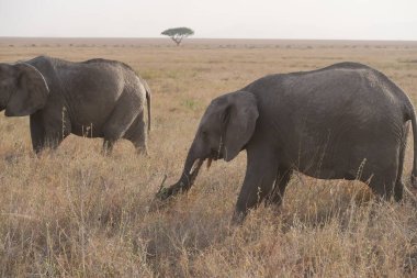 Afrika safarisi sırasında Serengeti 'deki filler.