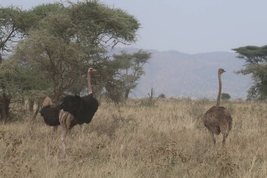 Serengeti 'de devekuşu