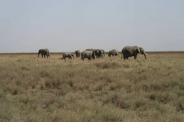 Uma Manada Elefantes Serengeti — Fotografia de Stock