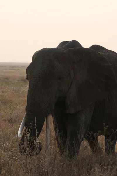 Pôr Sol Com Elefante Serengeti — Fotografia de Stock